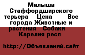 Малыши Стаффордширского терьера  › Цена ­ 1 - Все города Животные и растения » Собаки   . Карелия респ.